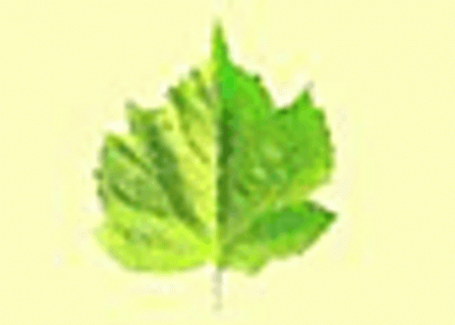 Jürgen Lieb Pur-Natur-J.Lieb Logo